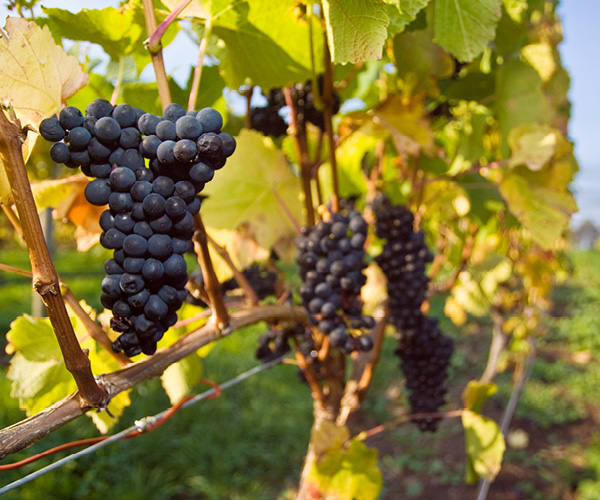 Hunter Valley Wine Tasting