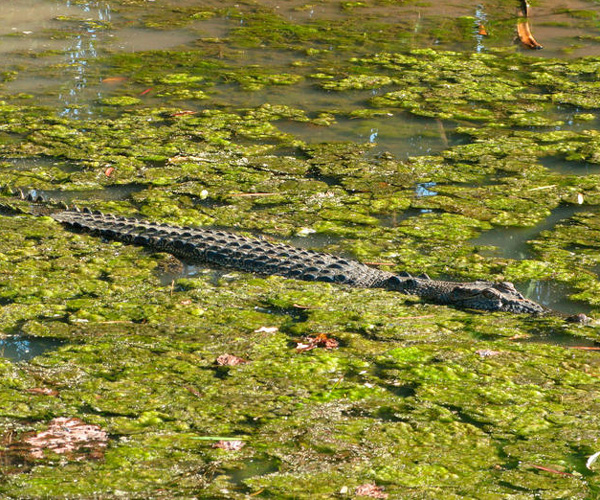 Mary River Wetlands