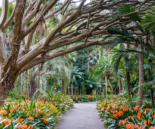 Sydney Royal Botanic Gardens