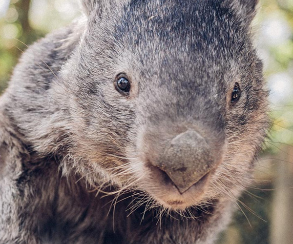 Ballarat Wildlife Park
