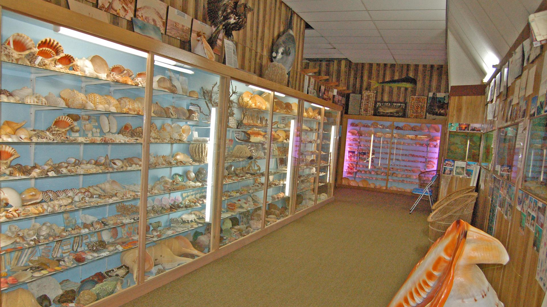 Griffiths Sea Shell Museum - Club WyndhamClub Wyndham