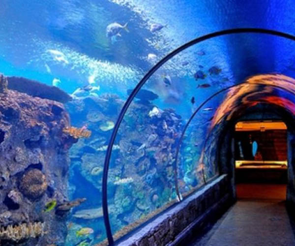 Shark Reef Aquarium at Mandalay Bay