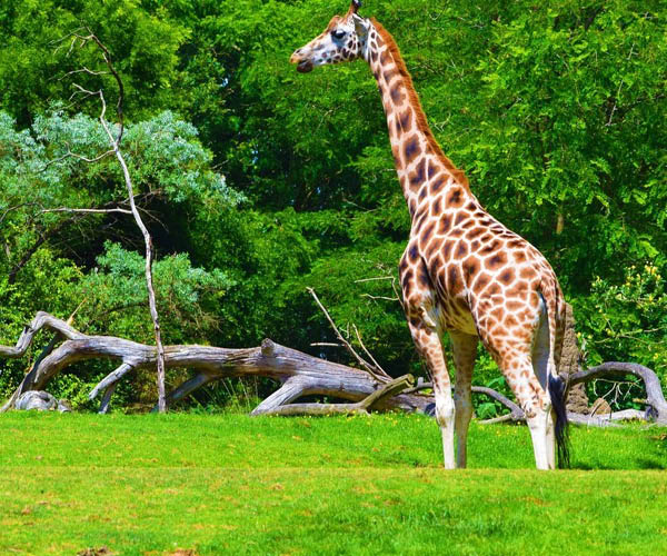 Woodland Park Zoo