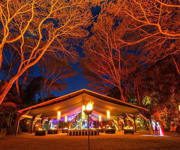 Flames of the Forest